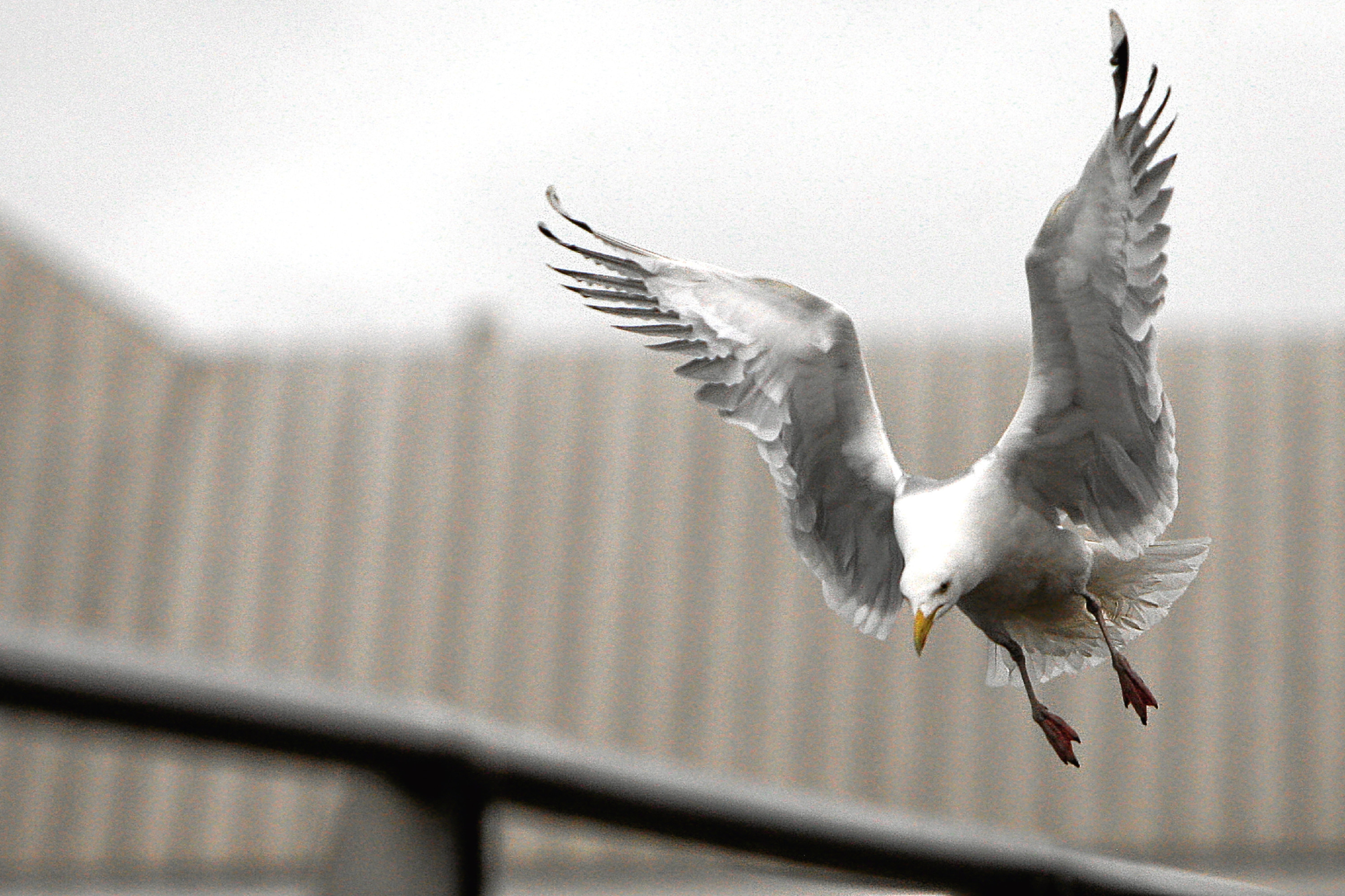 Gulls are becoming a big problem.