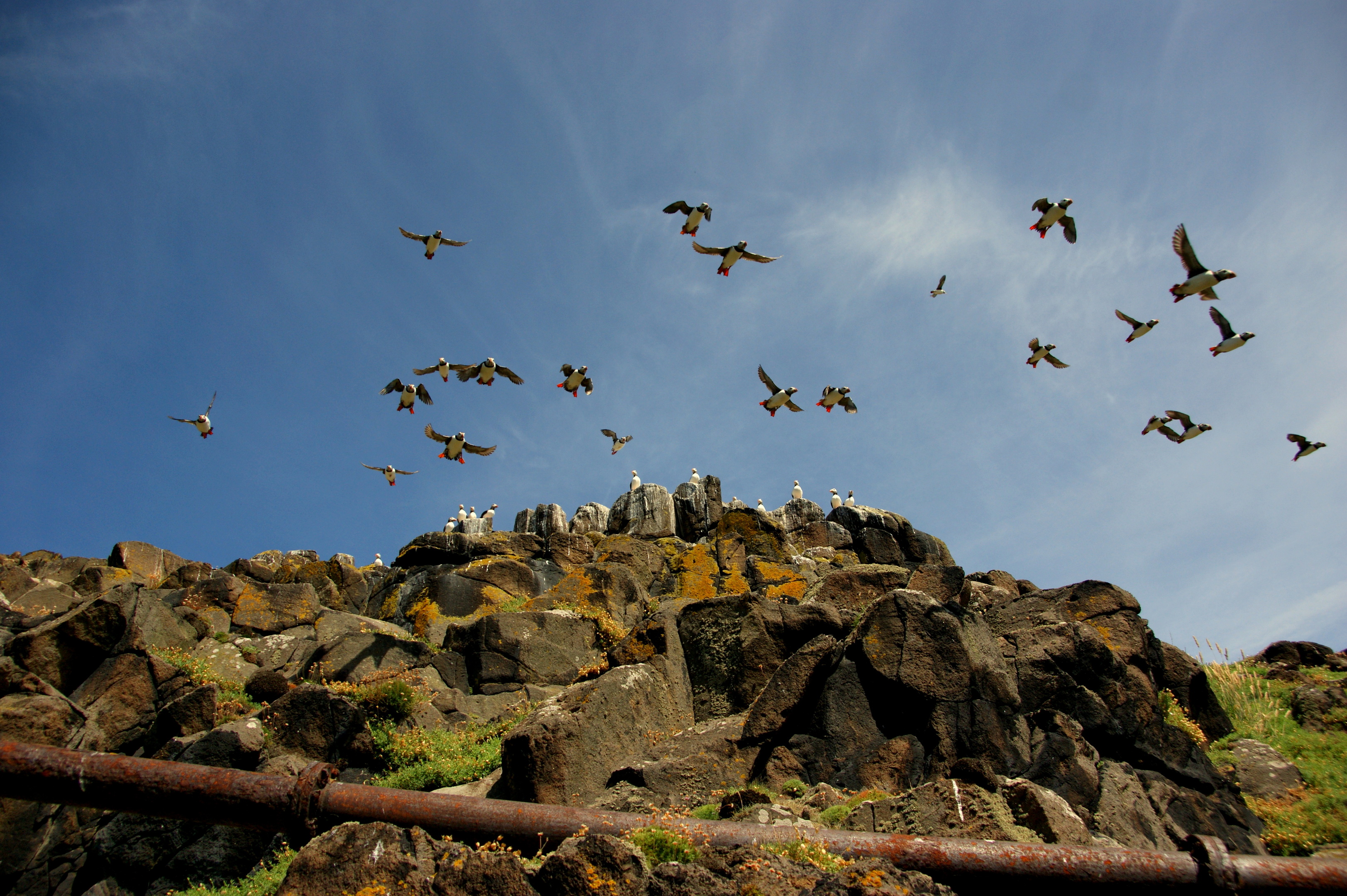 The Isle of May is home to many species of seabird