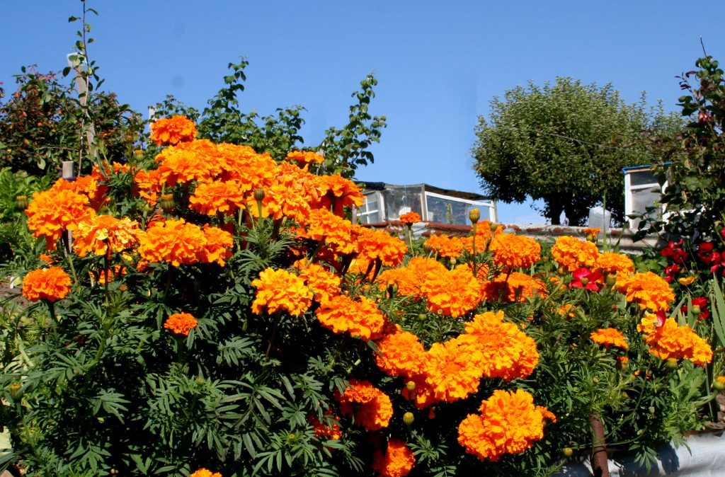 African marigolds