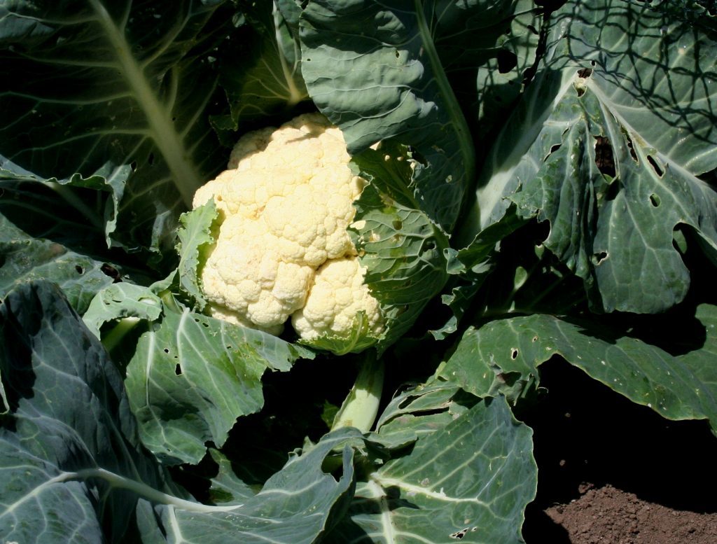 Cauliflower Aalsmeer