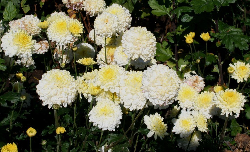 Chrysanthemum Pennine Ice