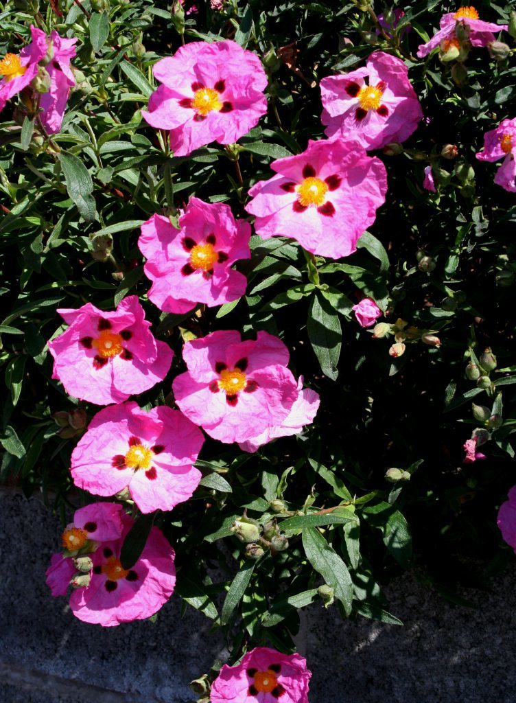 Cistus purpureus