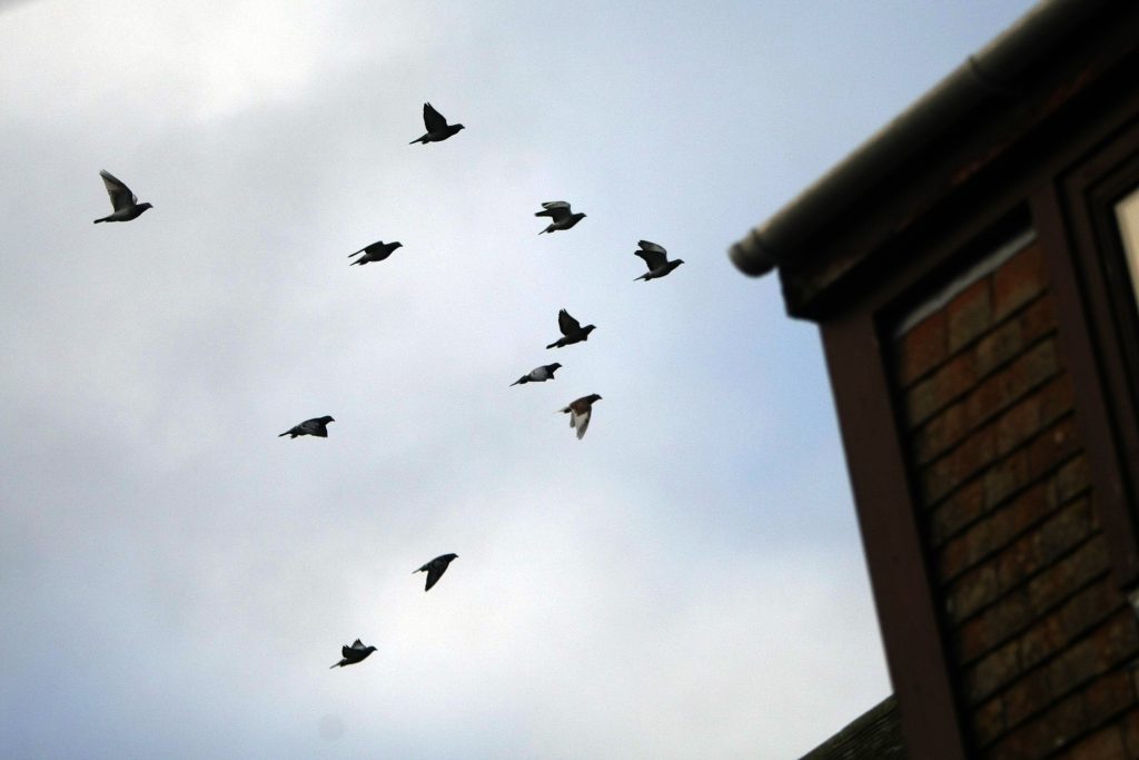 Pigeons in flight