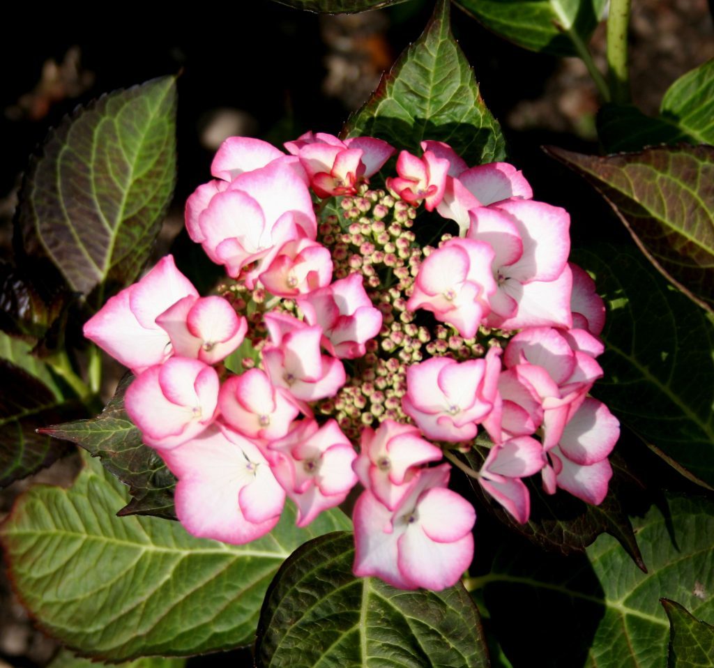 Hydrangea Charme