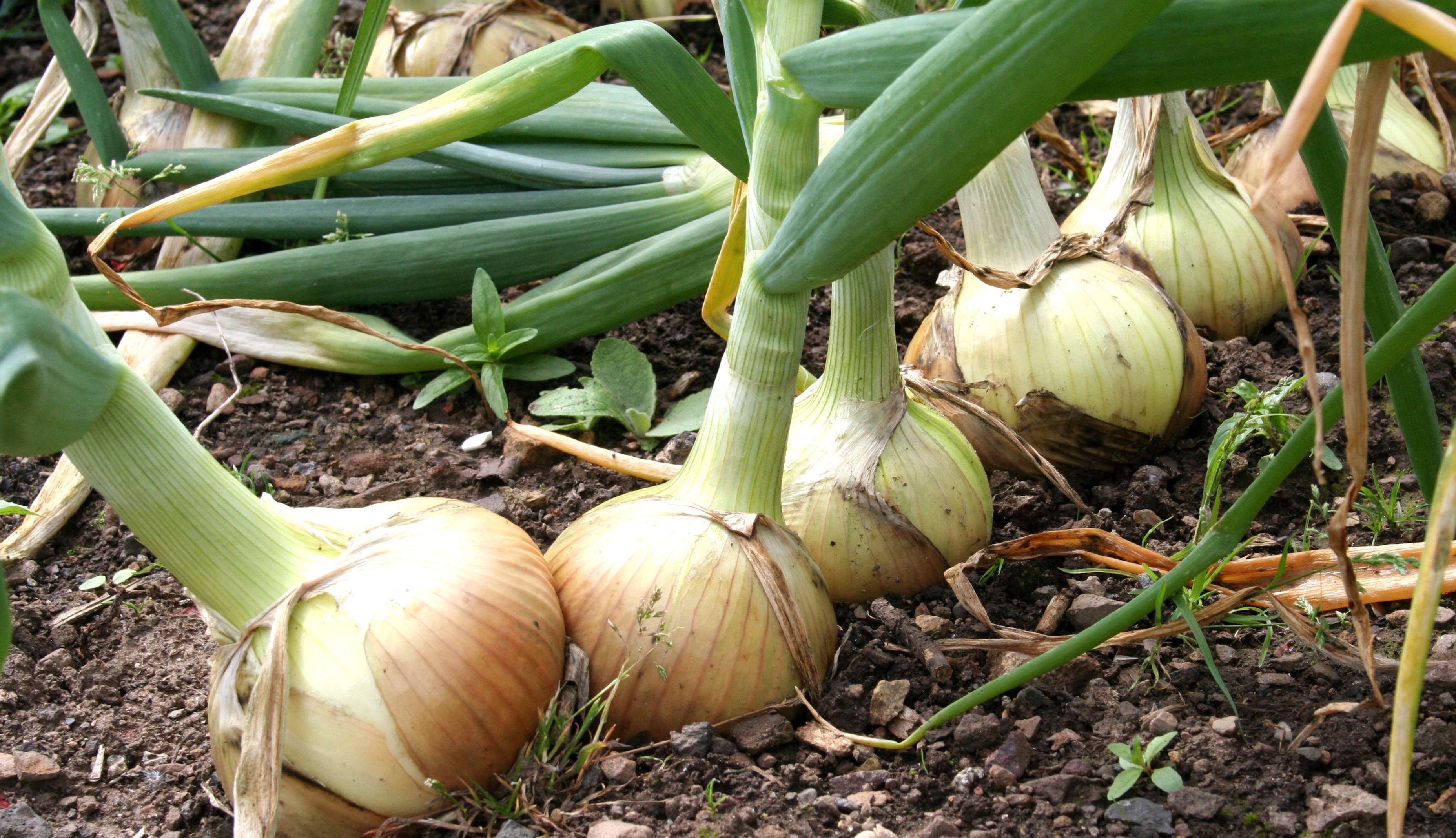 Hytech onions ripening up