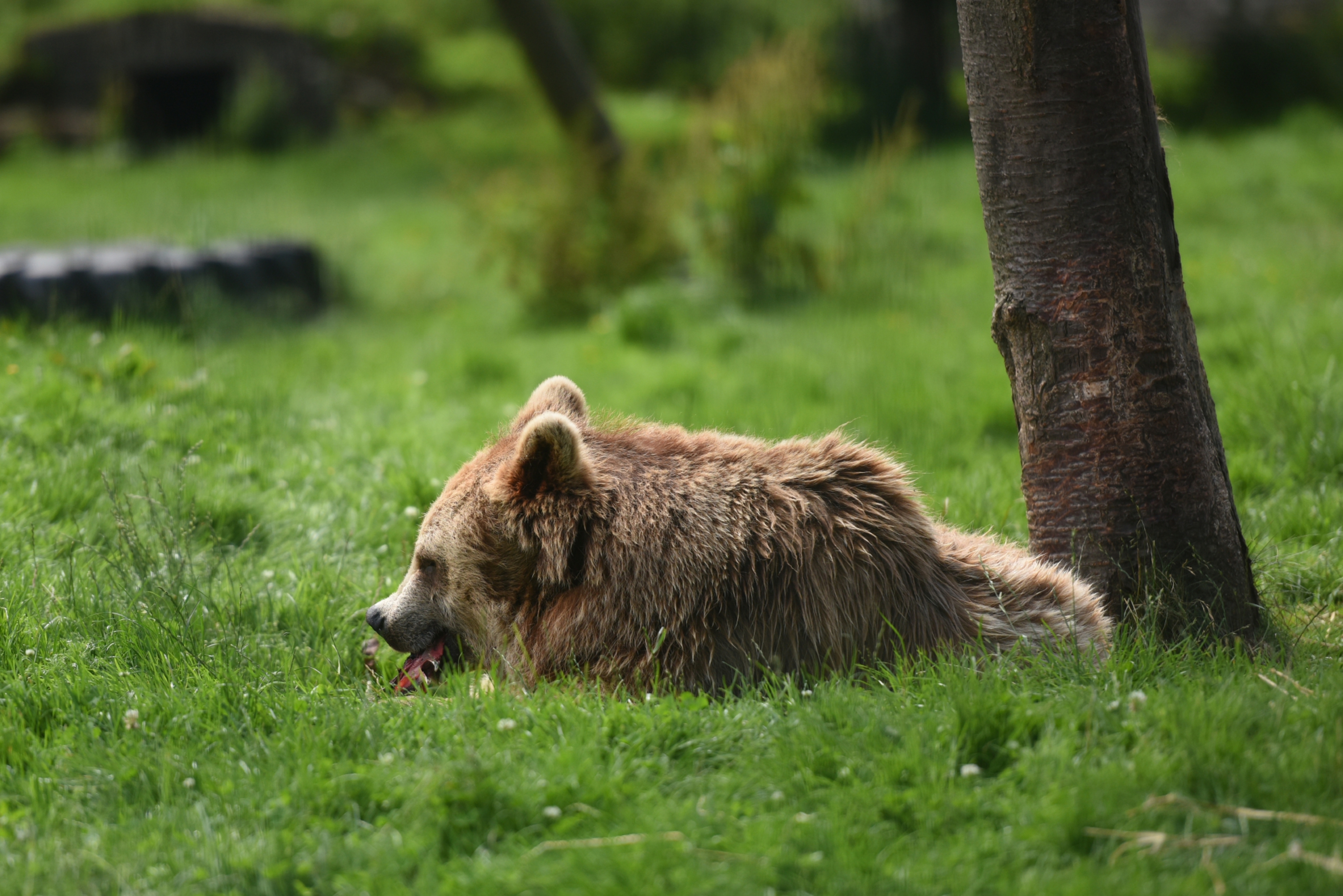 A brown bear at Camperdown Wildlife Centre, is to be joined by three new arrivals.