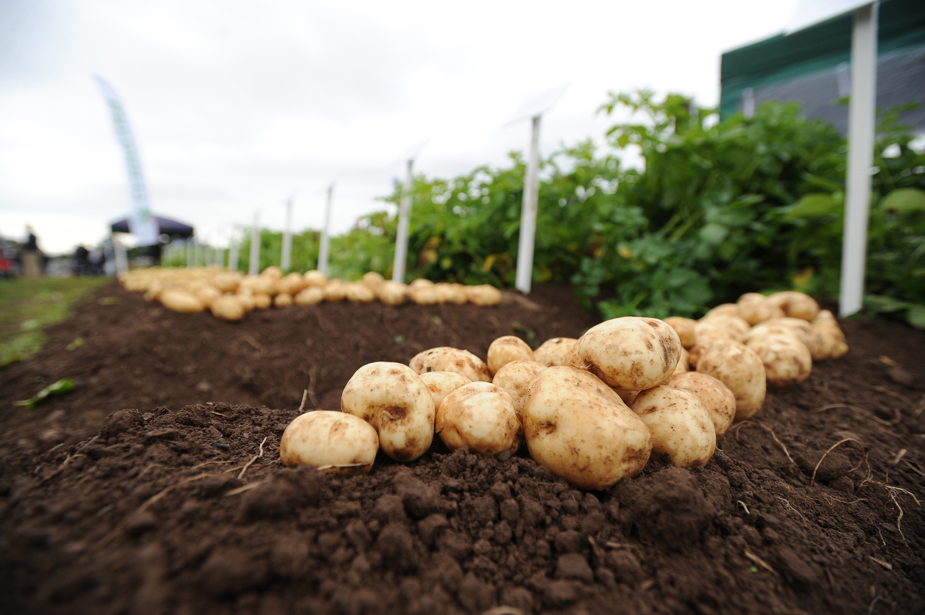 The Farmcare potato business at Carnoustie has been bought by Morrisons.