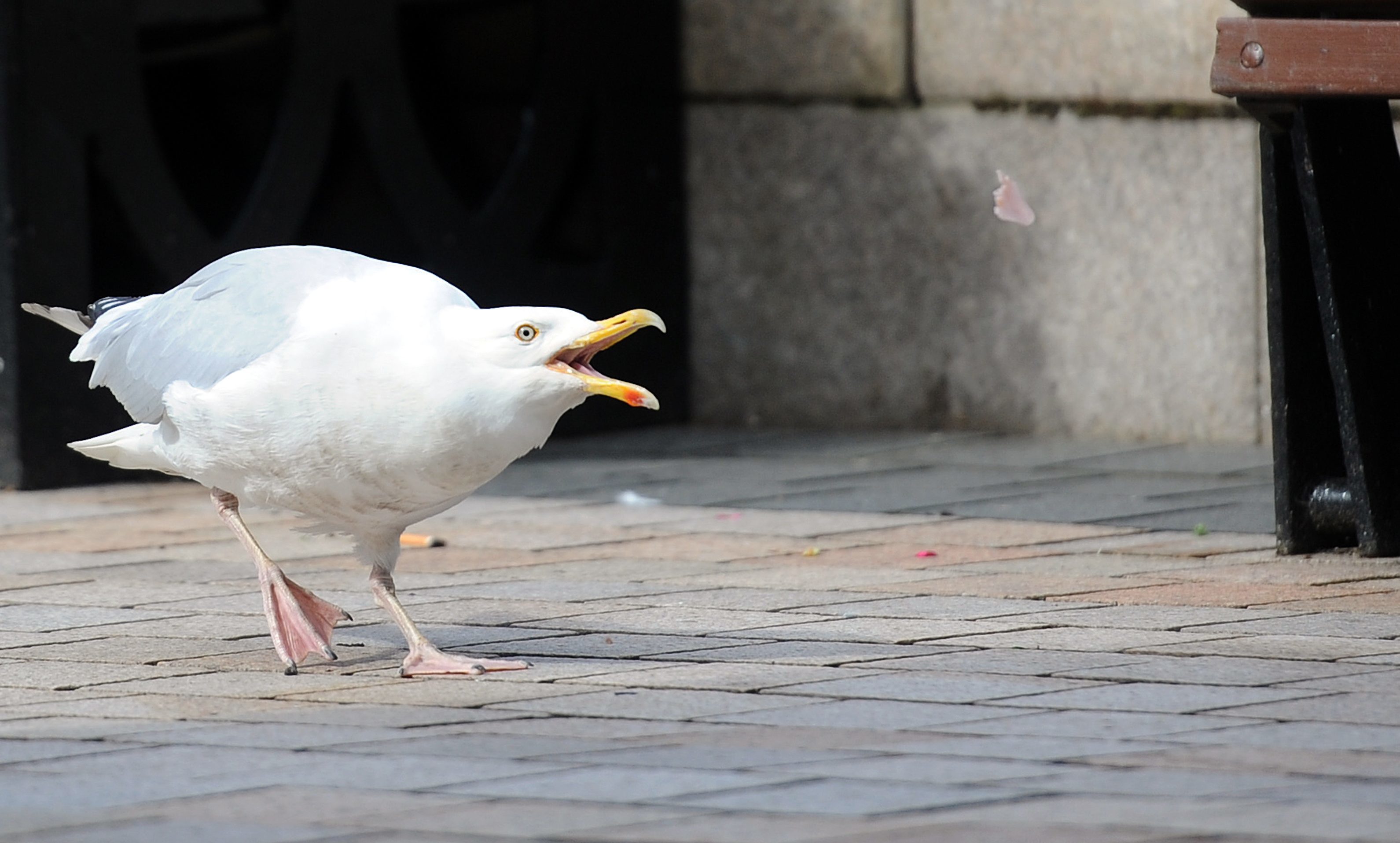 A seagull asserts its authority in Dundee city centre.