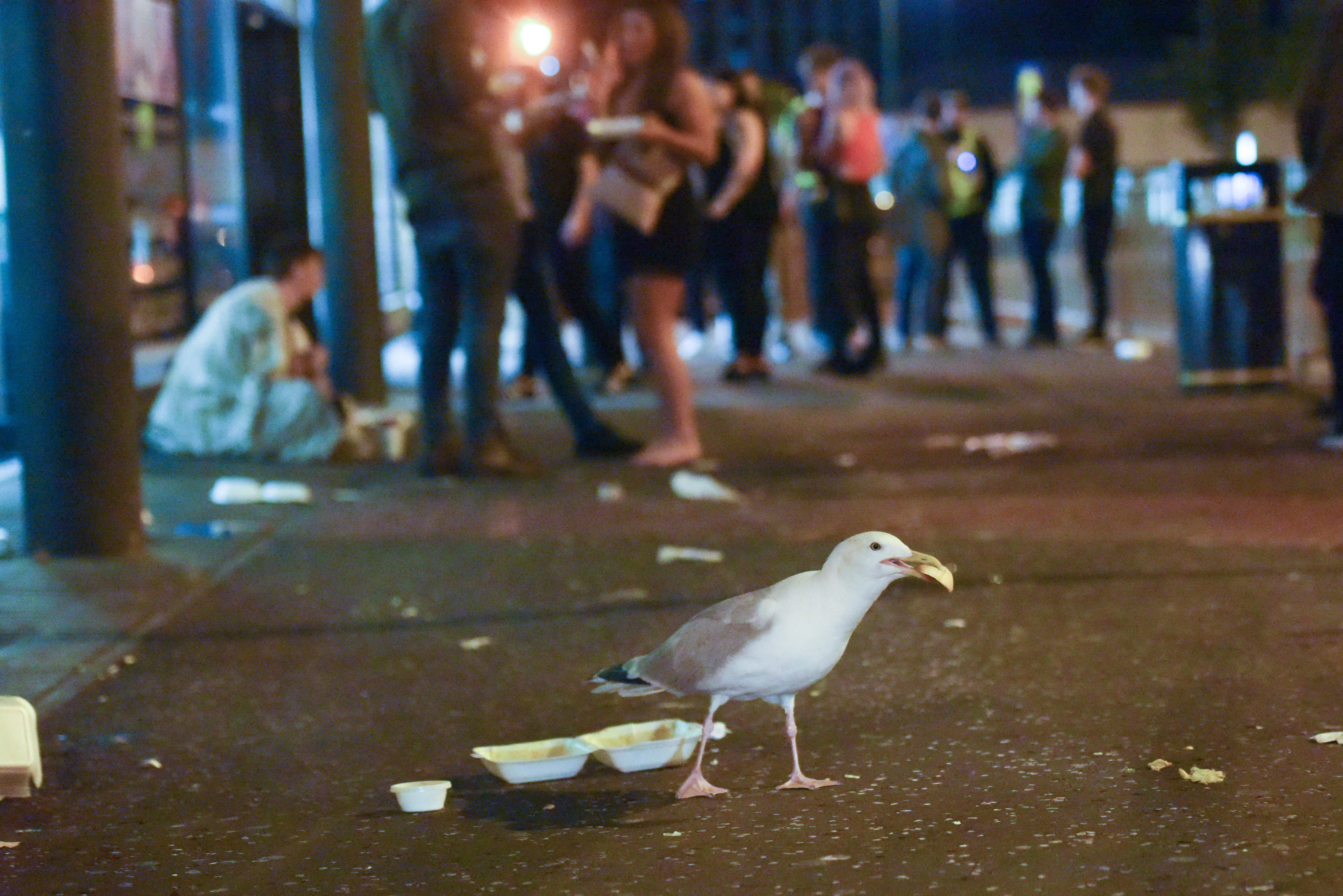 Largs Community Council has written to Dundee City Council for help in dealing with aggressive birds.