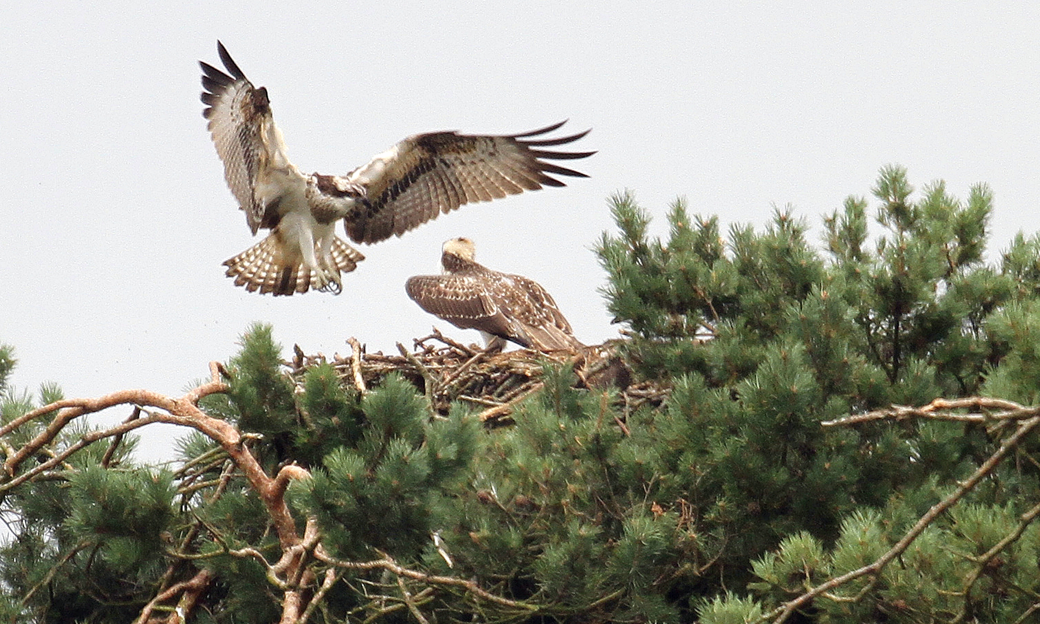Ospreys in the Balgavies nest.