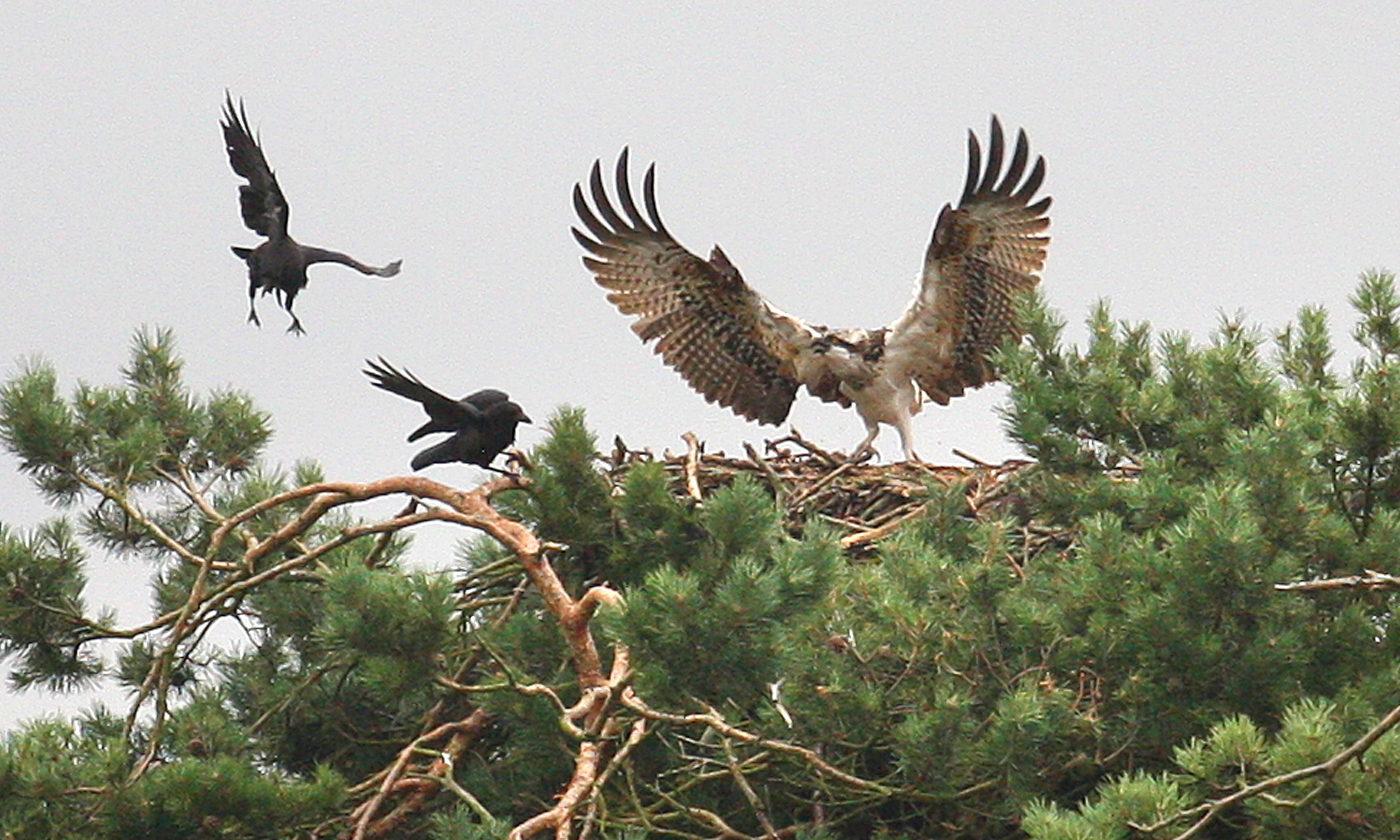 An osprey fighting off the attention of crows at Balgavies