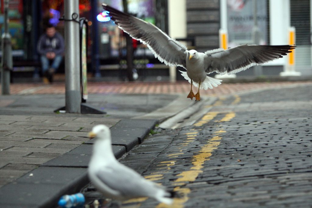 Gulls are becoming more prevalent in urban areas