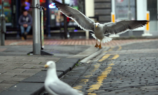 Gulls are becoming more prevalent in urban areas