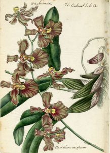 One of the detailed botanic drawings