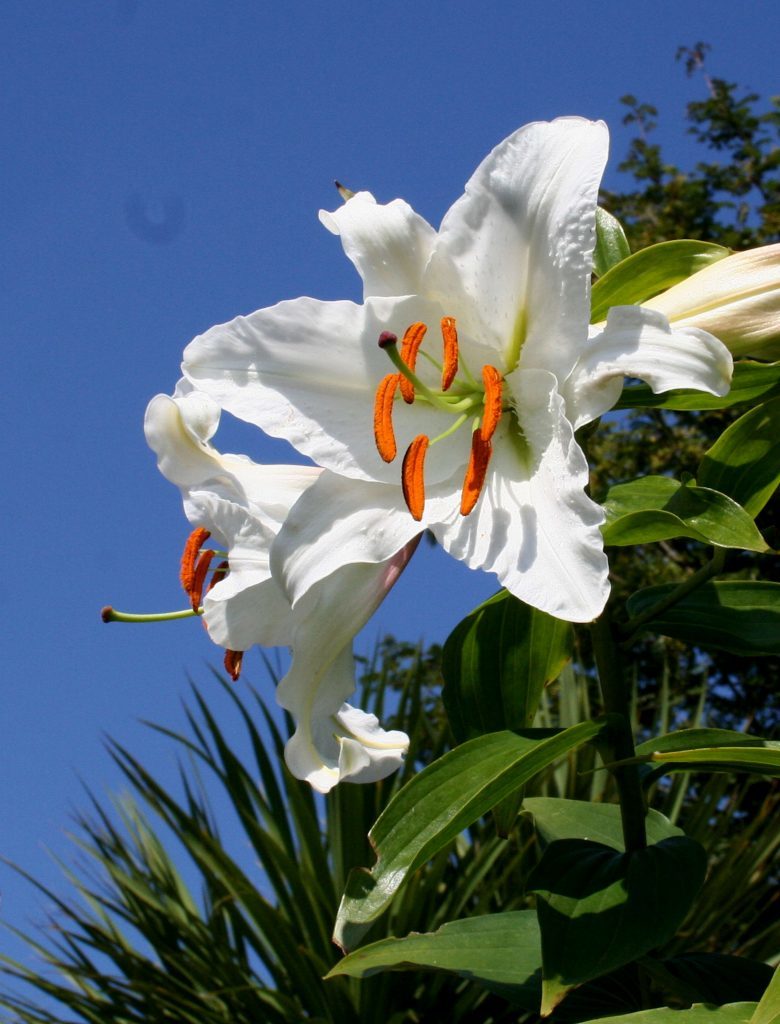 Oriental lily Casa Blanca