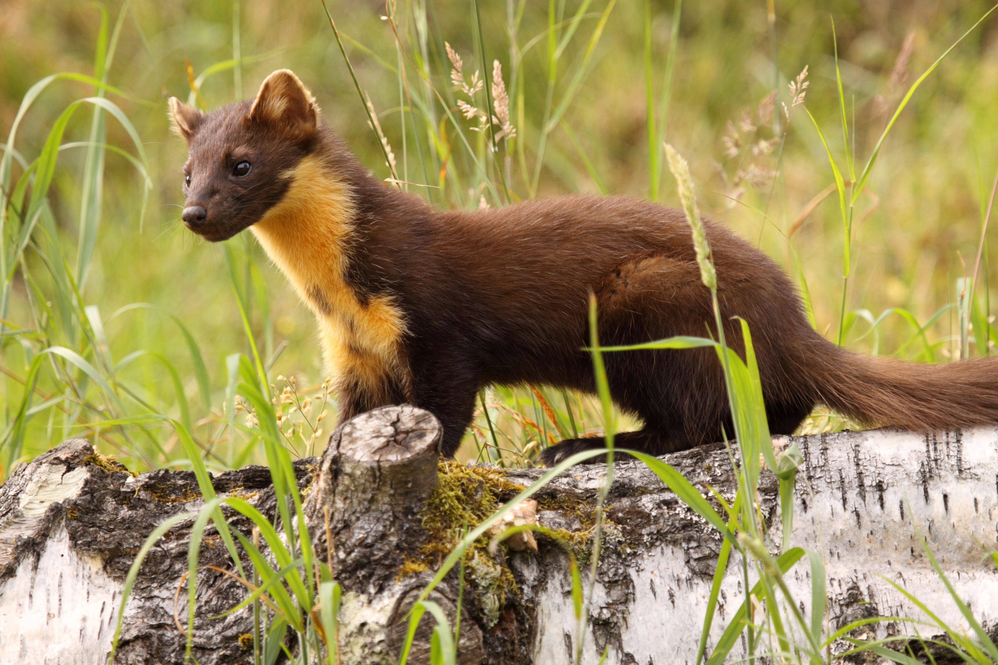 The Pine Marten is a protected species (file picture).