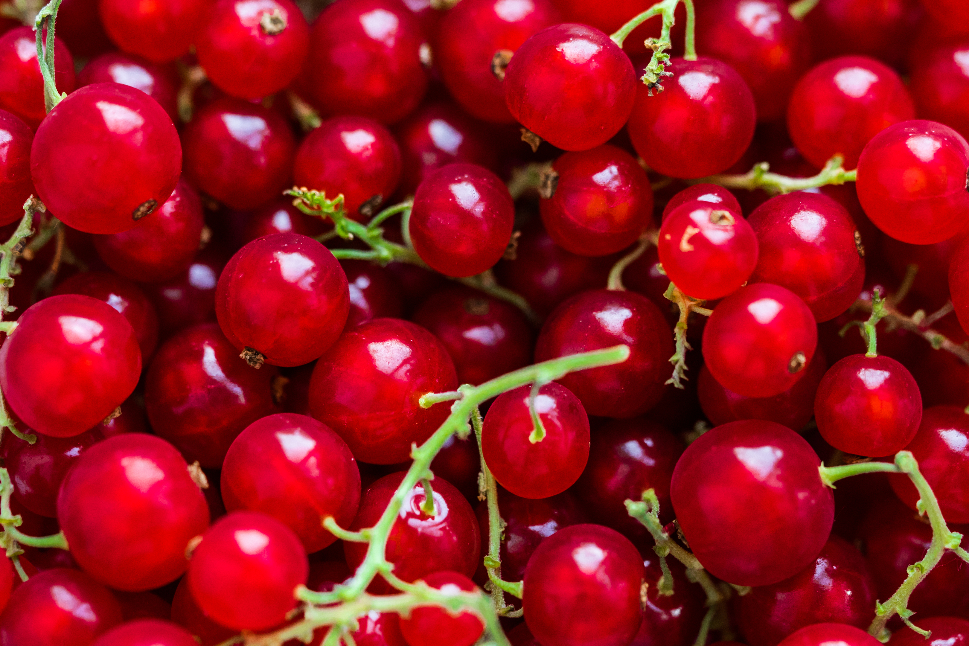 Redcurrants are great in porridge.