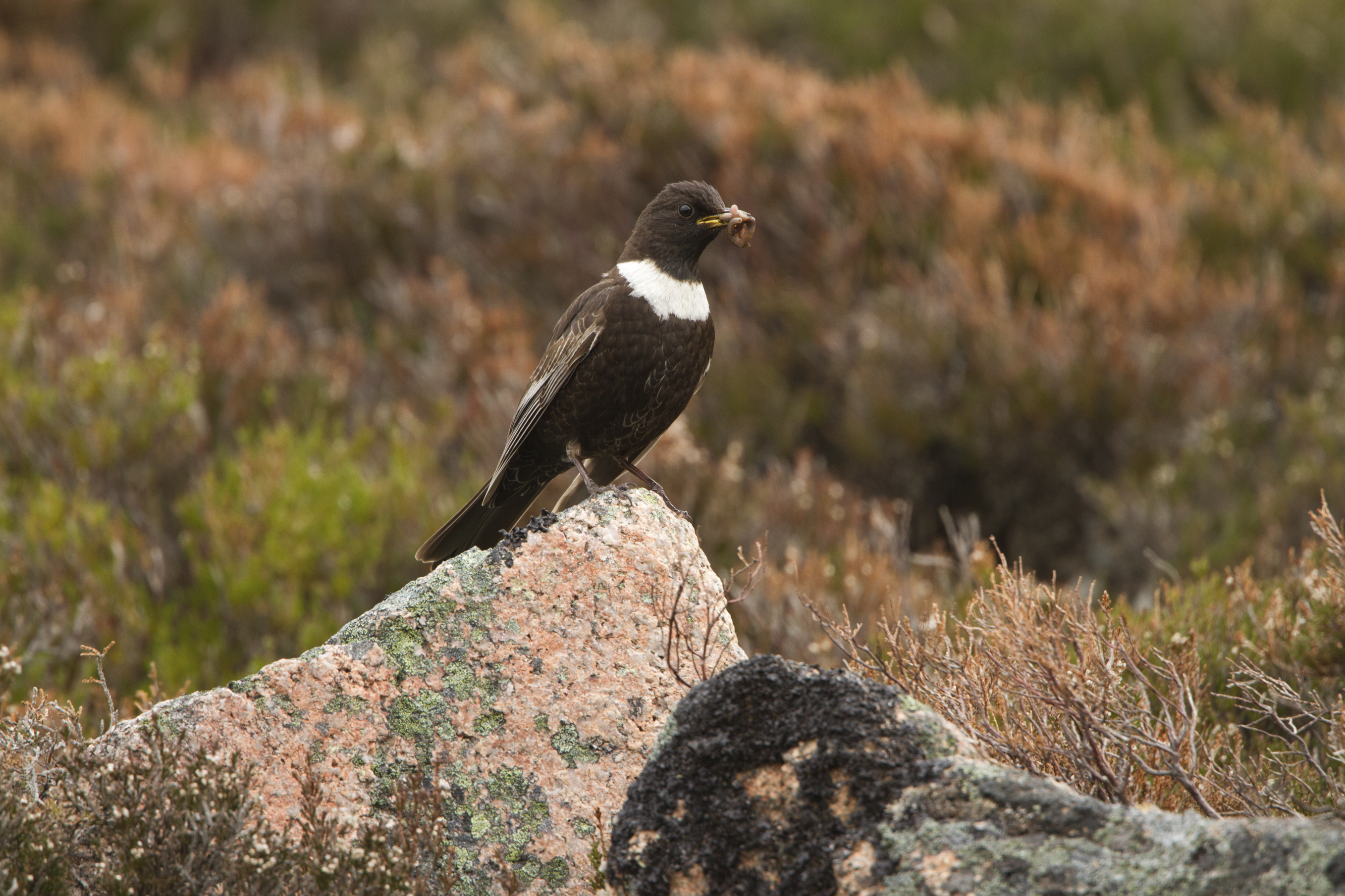 Male ring ouzel