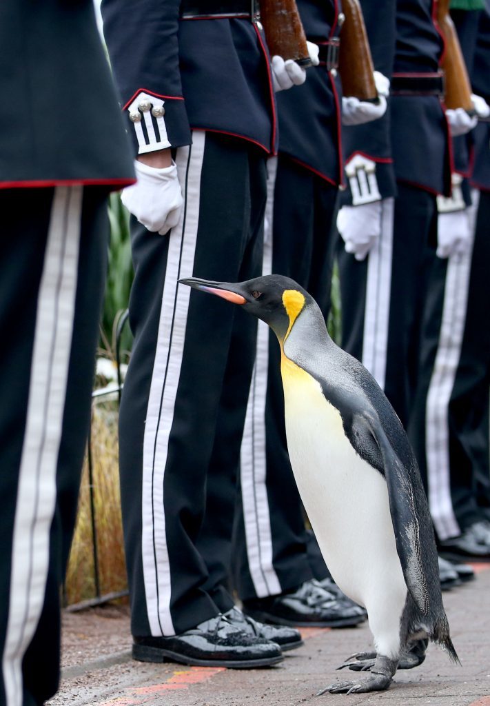 King penguin Nils Olav inspects guard
