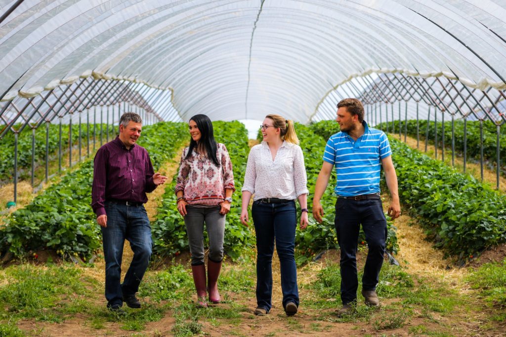 Berry banter! Michael Jarvis (Head of Marketing, Albert Bartlett), Gayle Ritchie, Gemma Rae (Packing Hall Manager) and Charles Beamish (Field Manager) discuss strawberries inside a polytunnel.