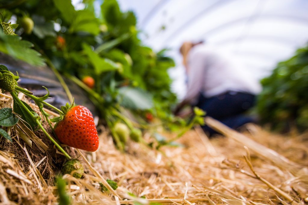 In the strawberry fields at Bruce Farms, Meigle.