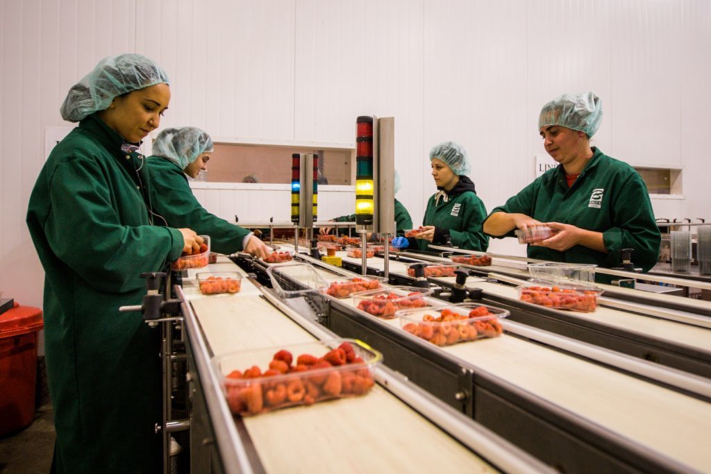 Workers packing raspberries in the packing hall. 