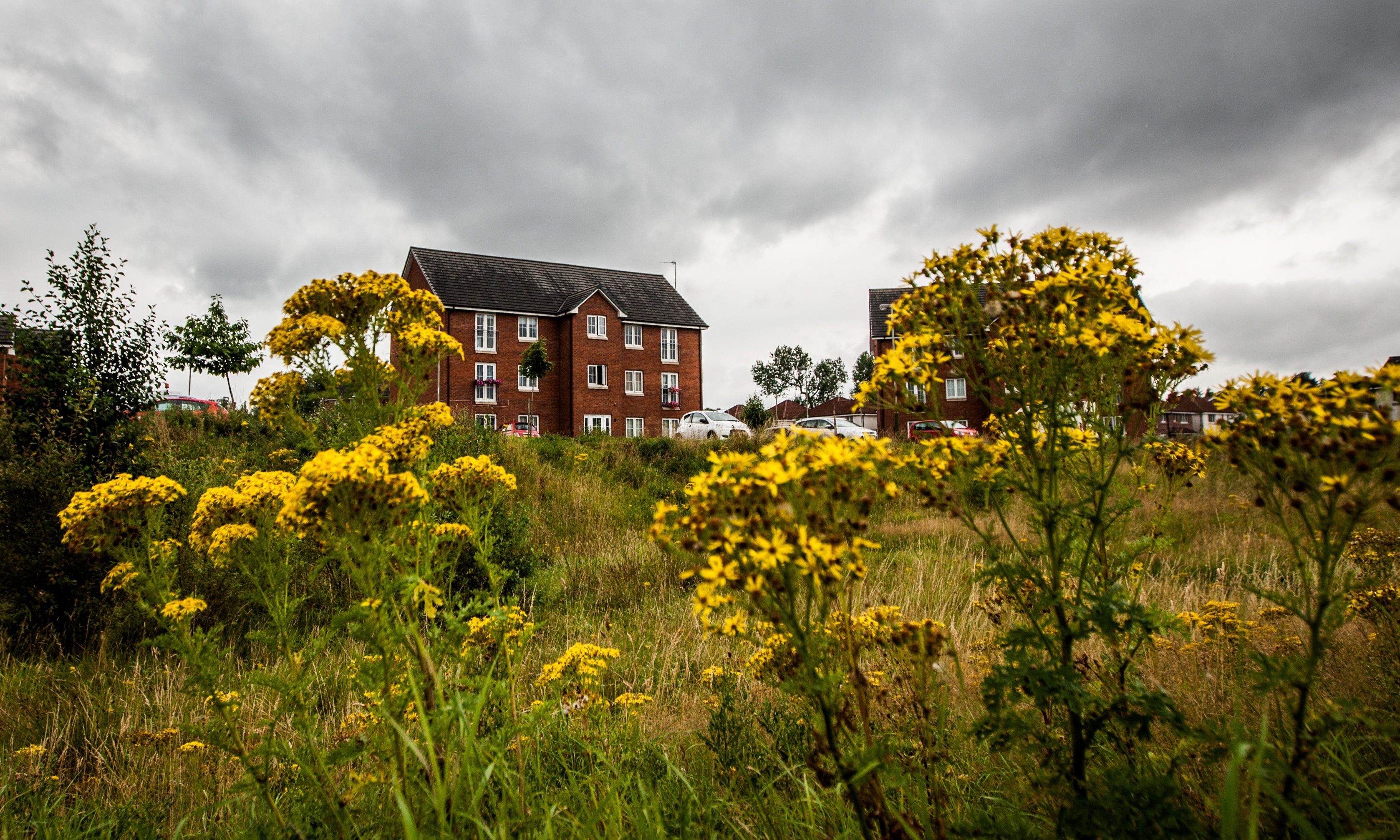 Overgrown patch off Auld Bond Road, near Cooper Drive, Perth.