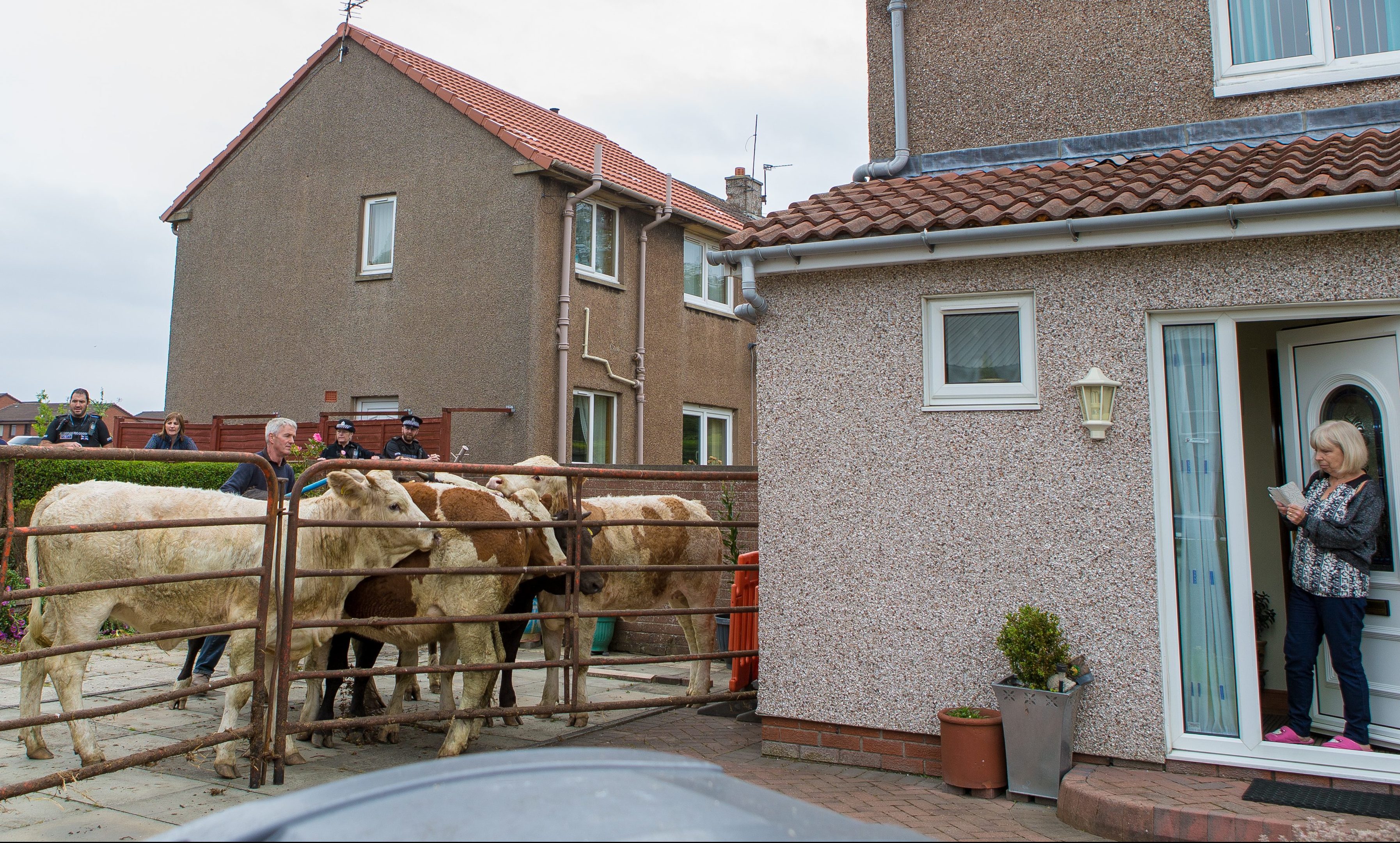 A driveway in Kirkcaldy becomes a temporary farmyard as the animals are rounded up.