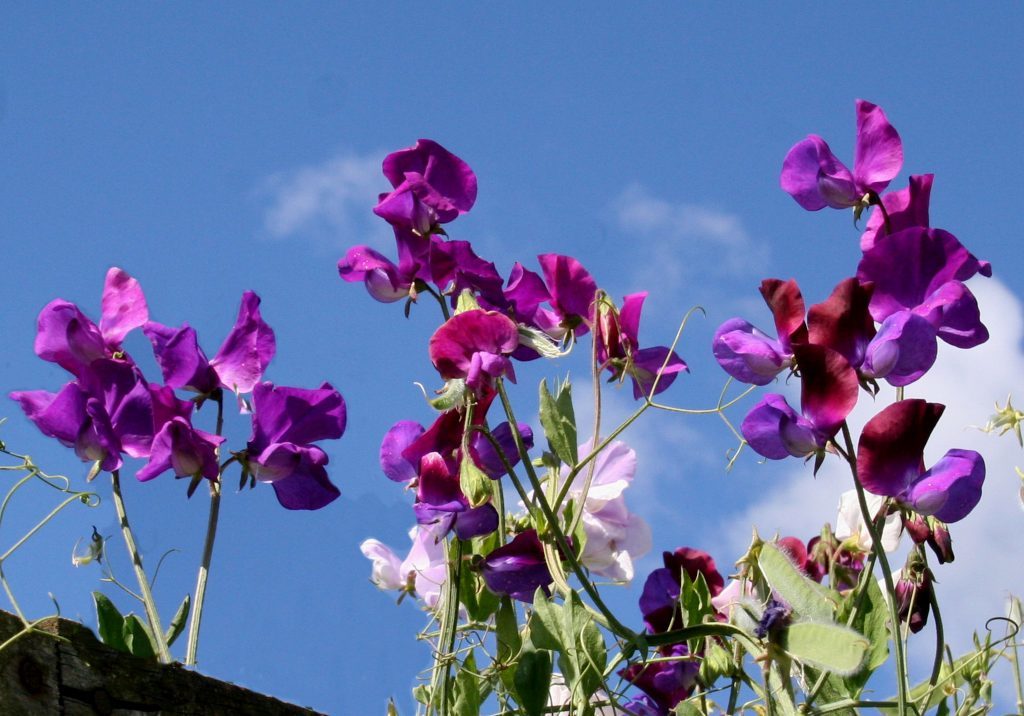 Scented sweet peas