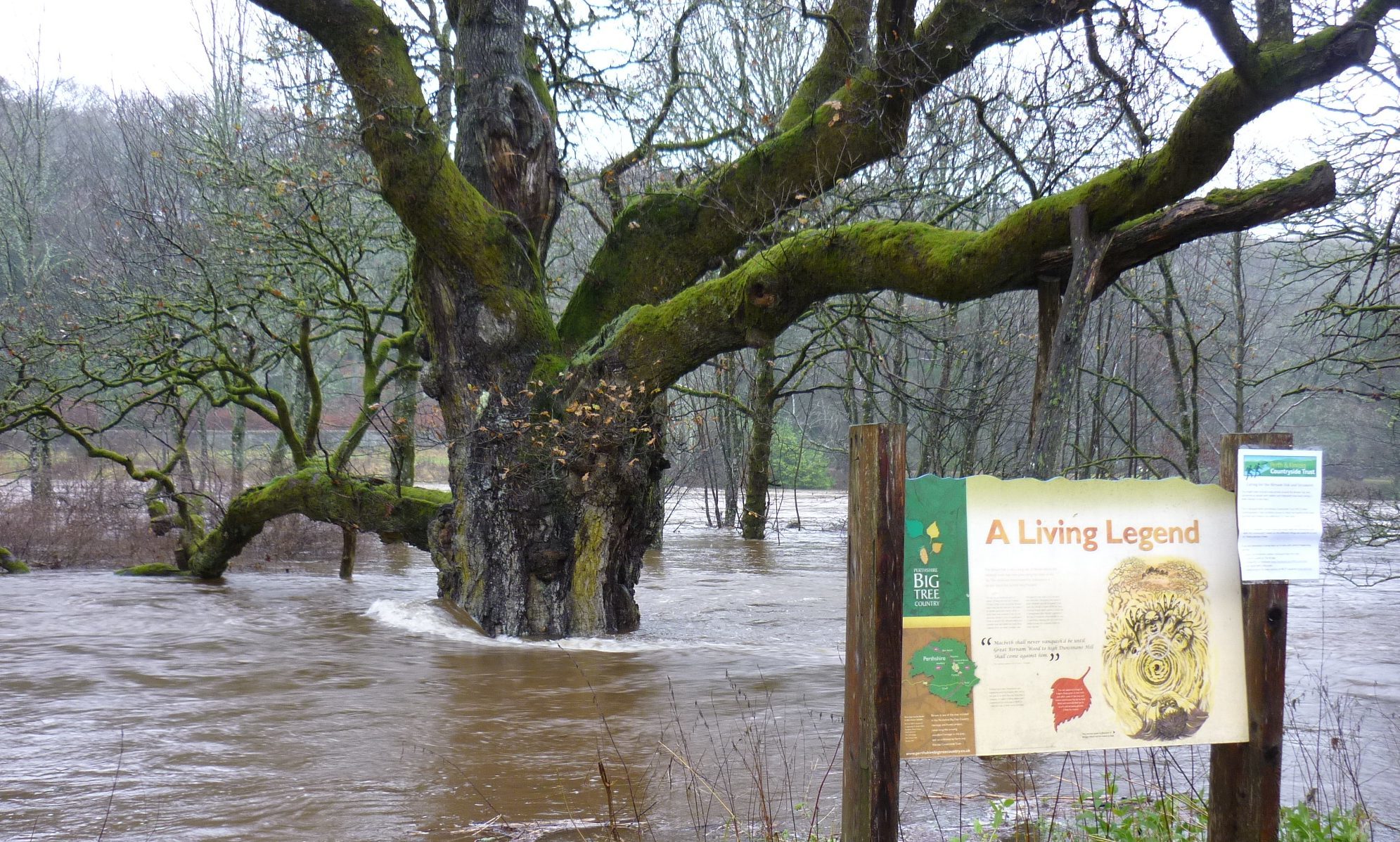 The Birnam Oak was hit by Storm Desmond last year