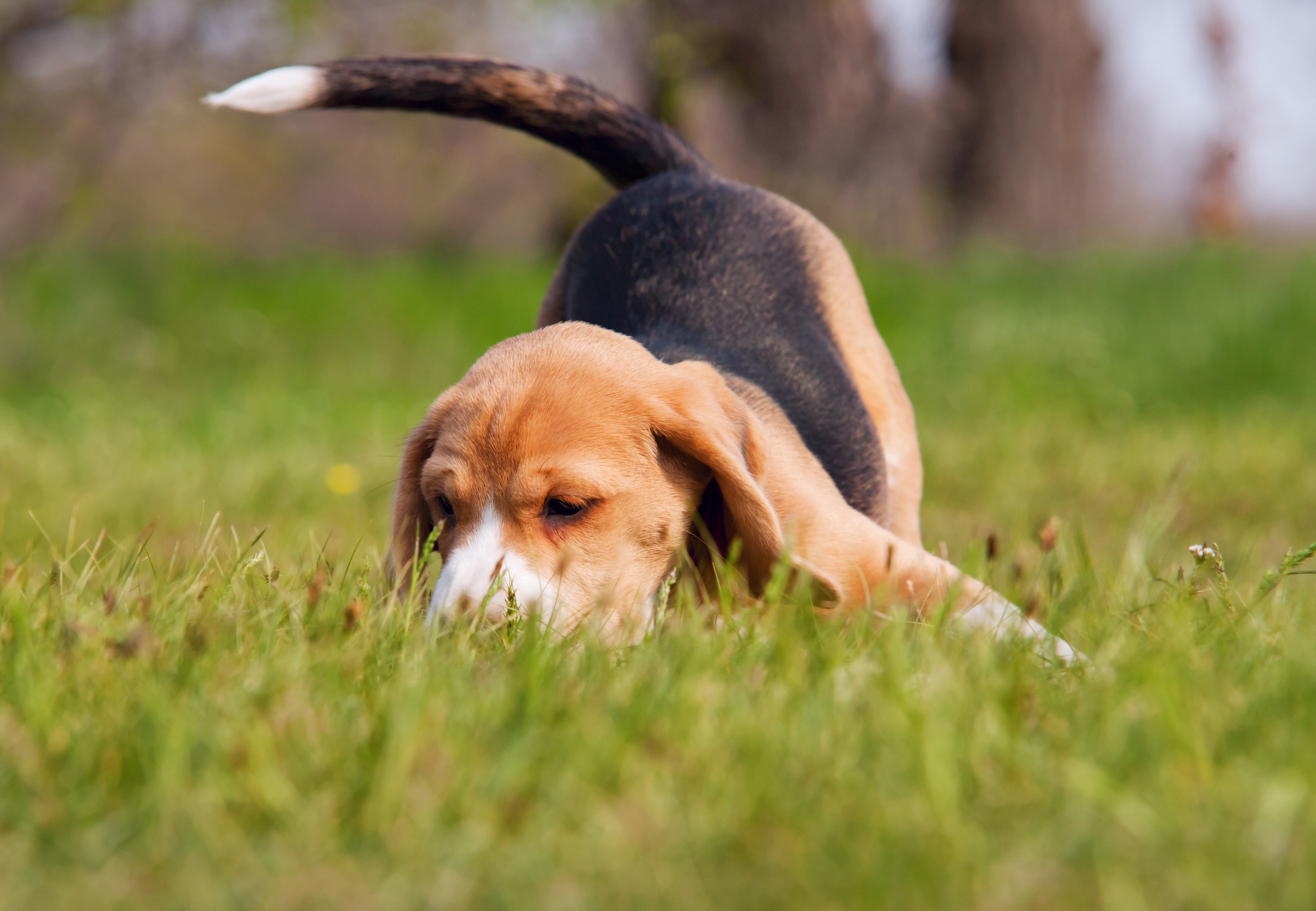 Fiona was once asked to judge a tail wagging contest