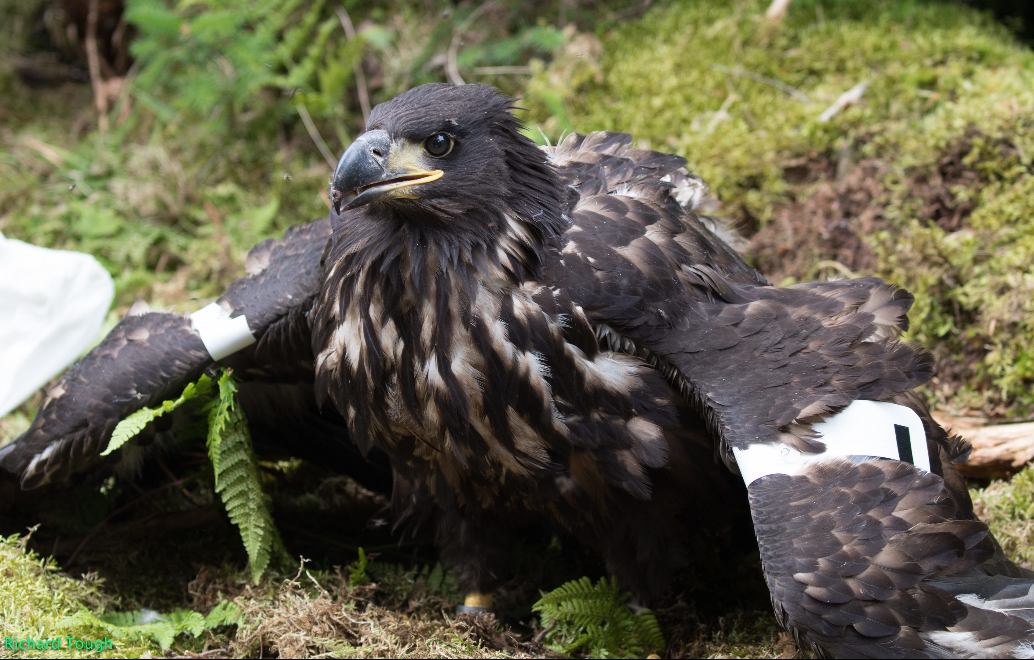 The sea eagle chick.