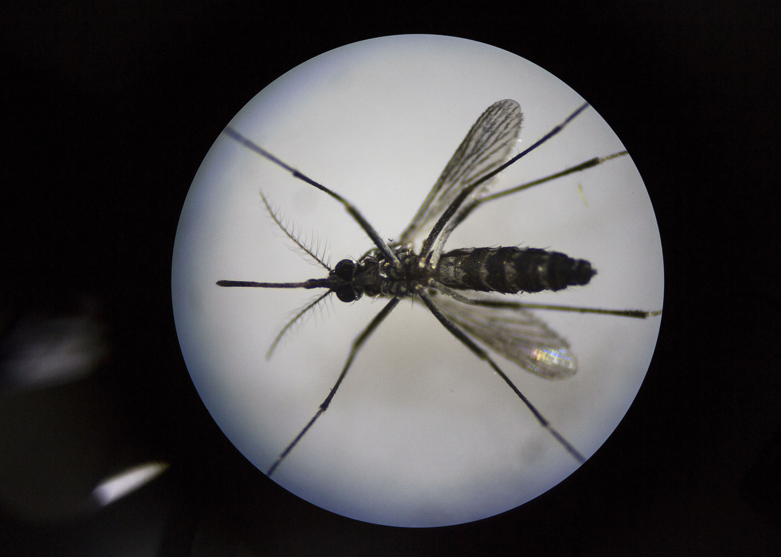The Zika virus is carried by mosquitoes. 