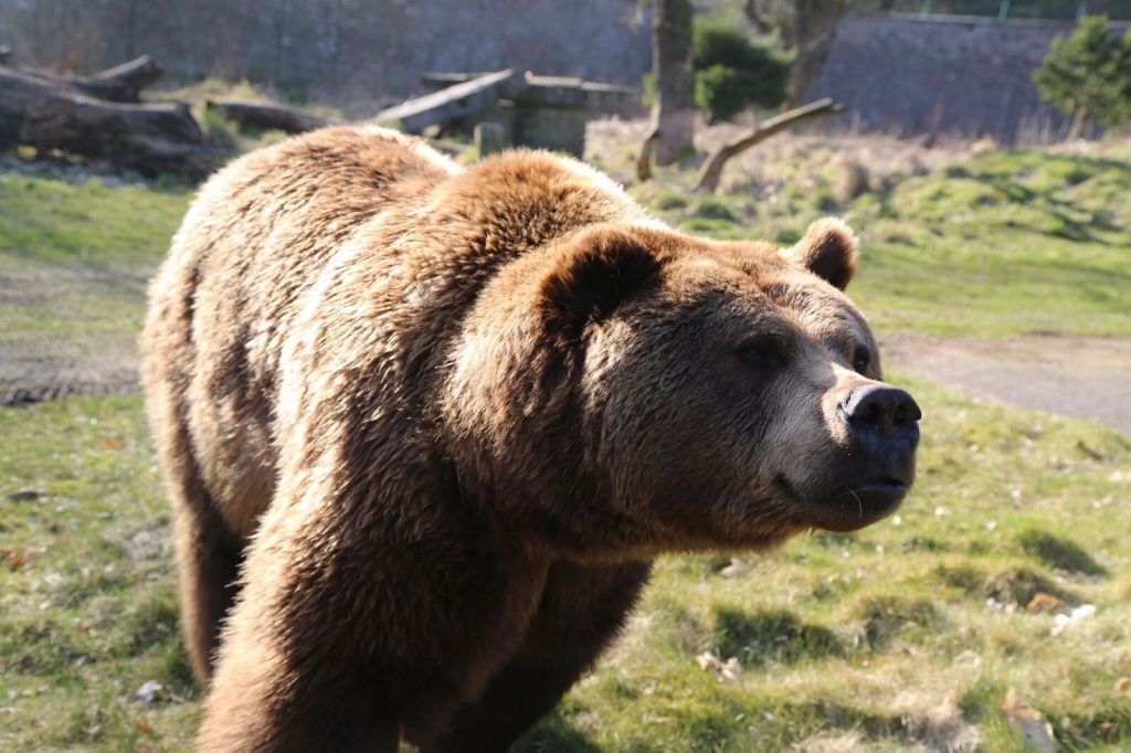 Comet was a favourite of visitors and keepers, many of whom had cared for him almost from the start.