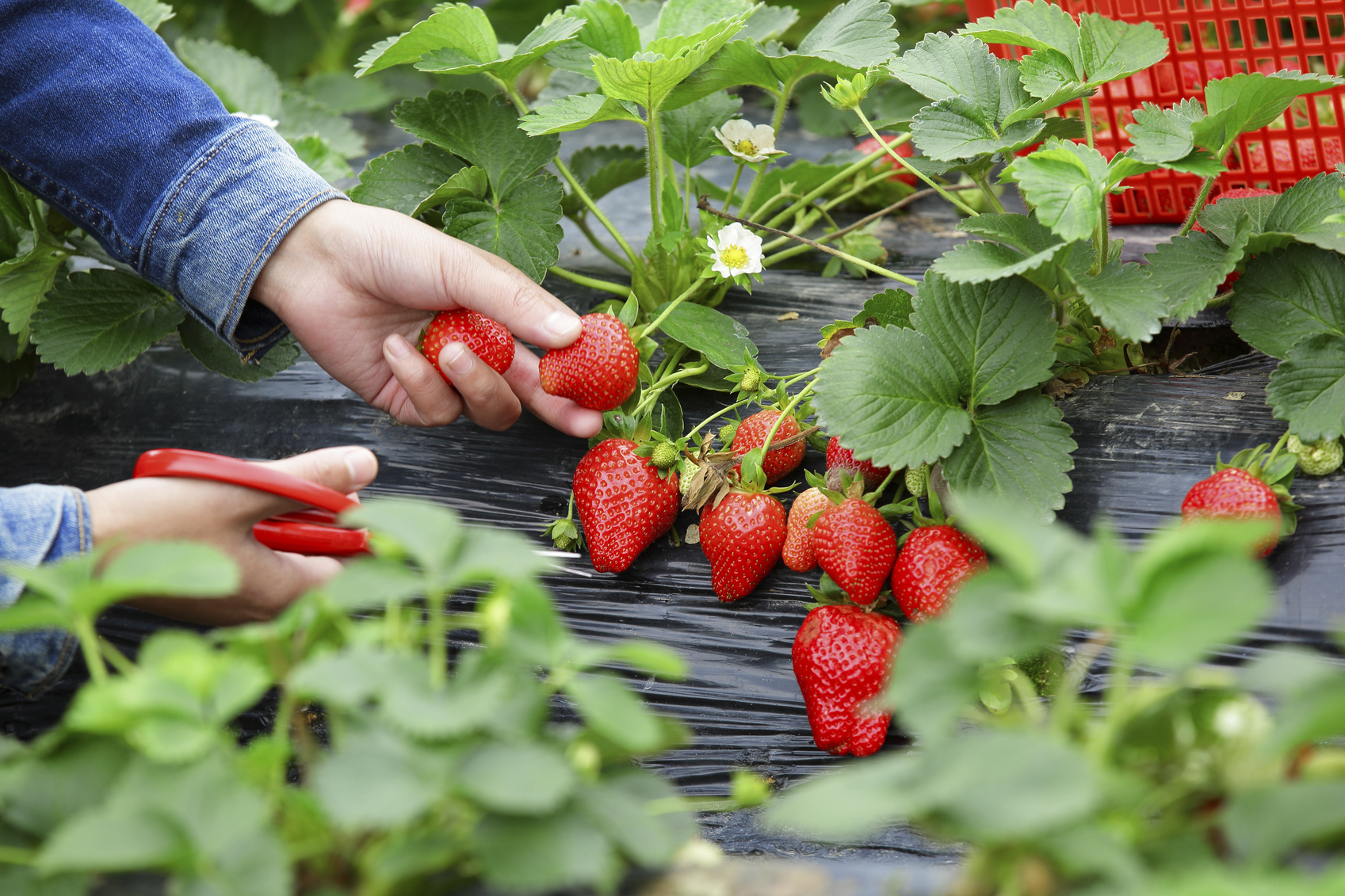 Picking strawberries