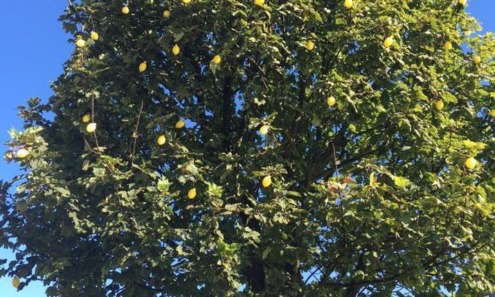 The Jif Lemon Tree has returned
