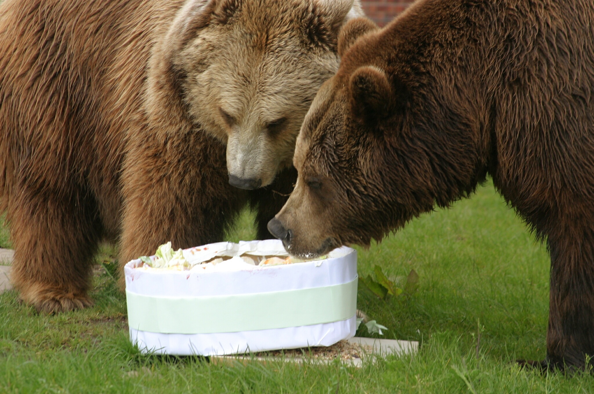 Pictured at Camperdown in 2006, Comet (right), enjoyed a cake for his 20th birthday, with fellow bear Star hoping to get some scraps.