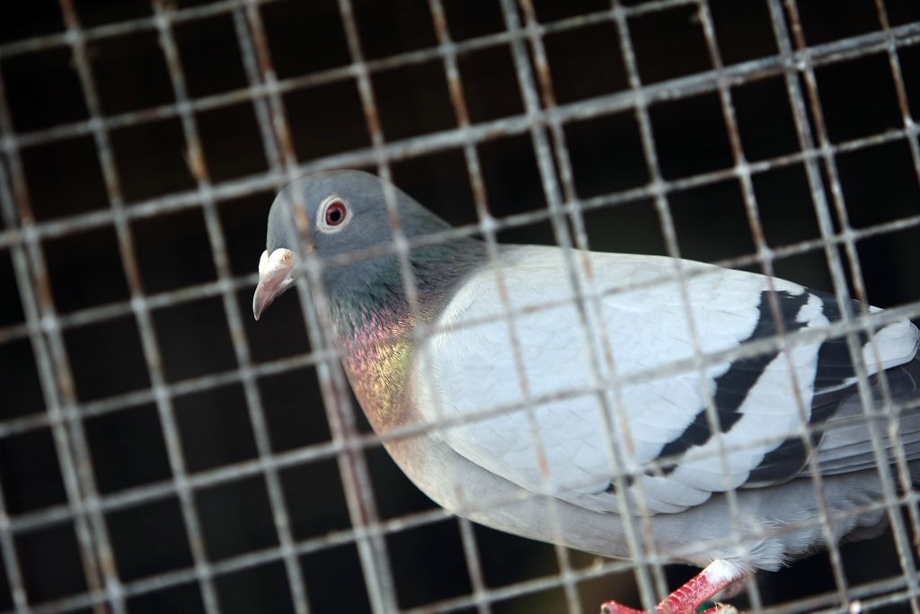 Pigeon