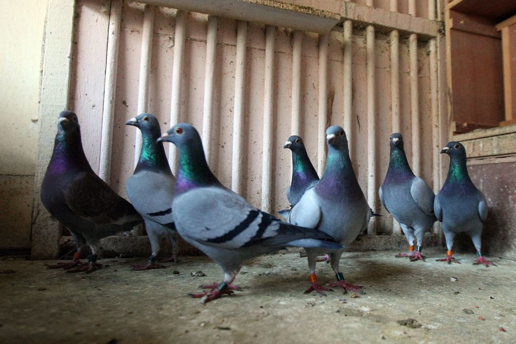 Pigeons, smarter than the average bird.