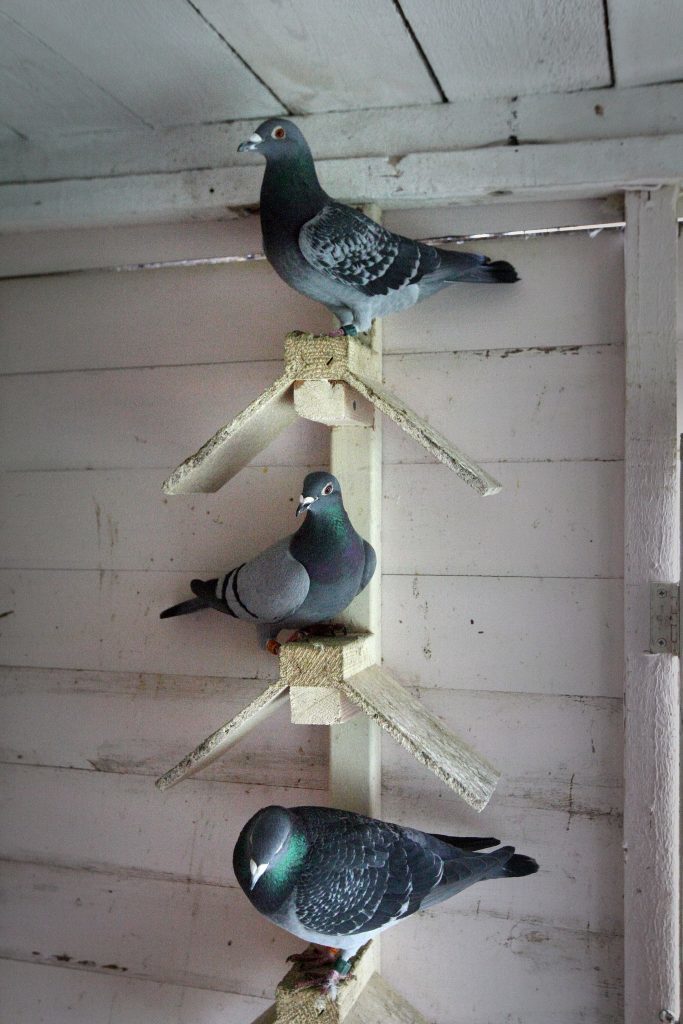 Pigeon loft