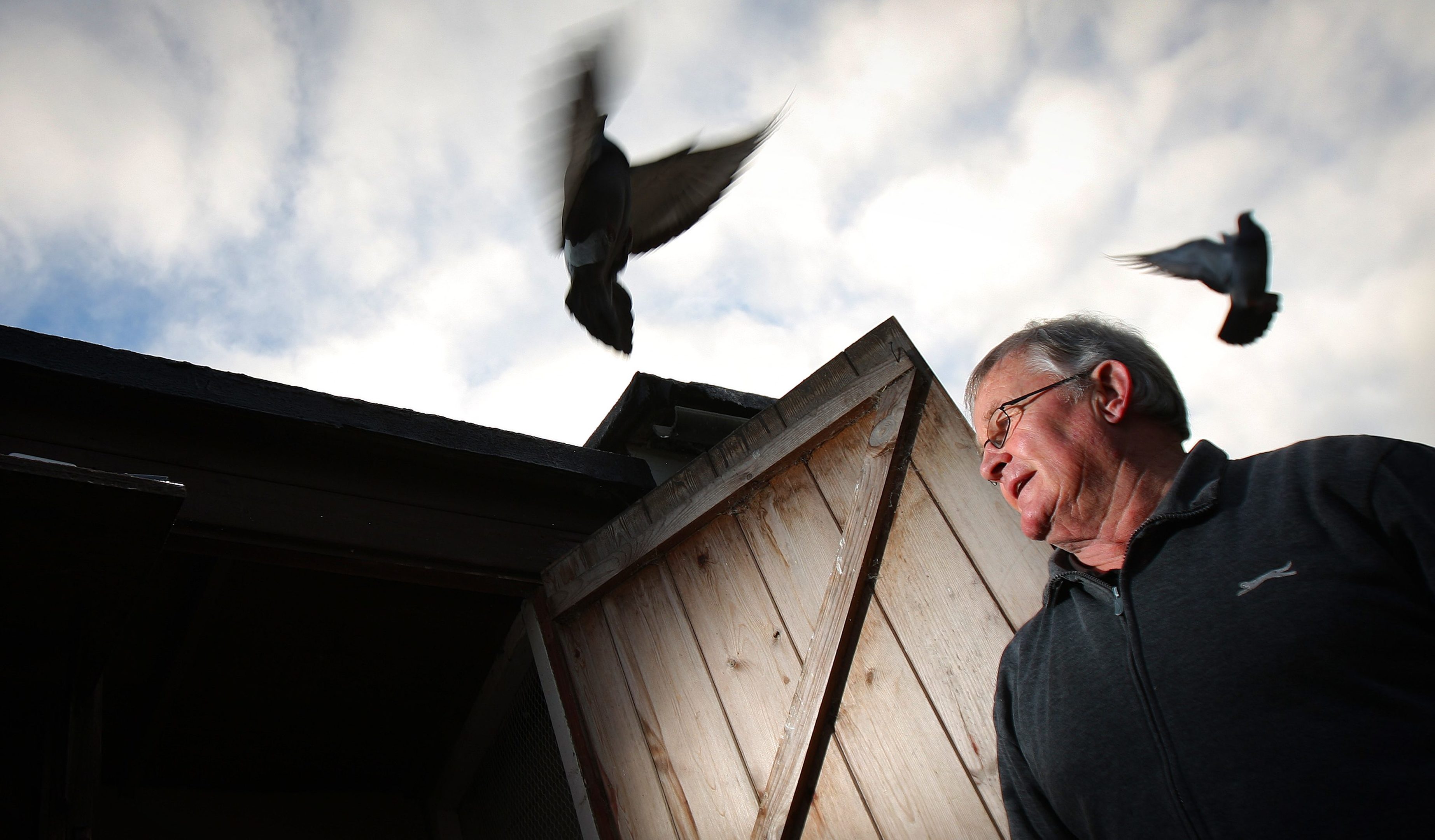 Dave Baldie and his prized pigeons