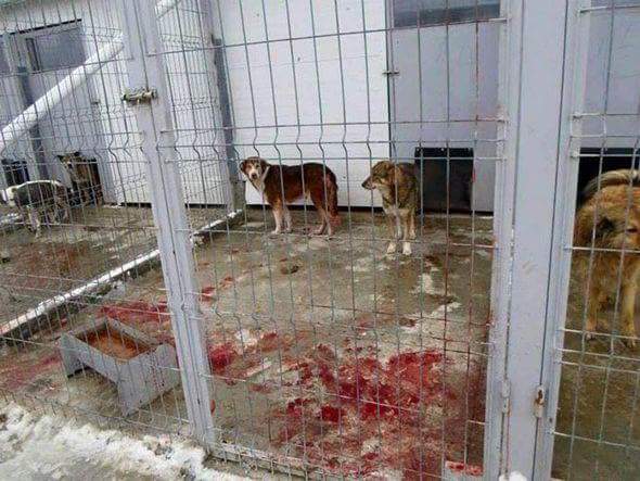 Images of the kennels previously surfaced online, apparently showing a kennel with a bloody floor.