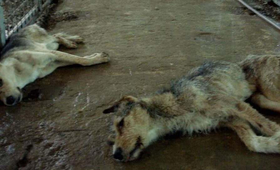 Dogs inside the kennels.