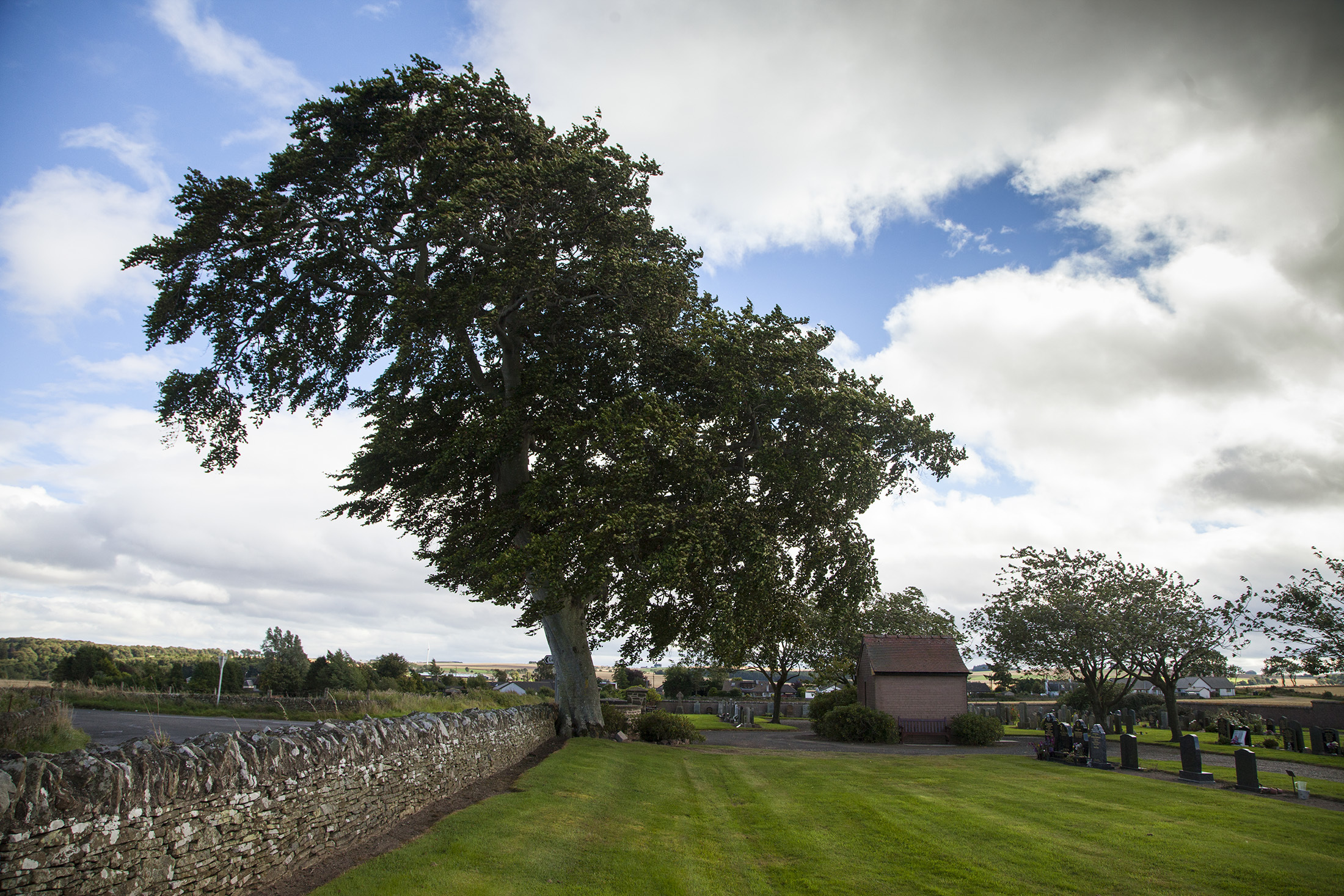 The Letham tree