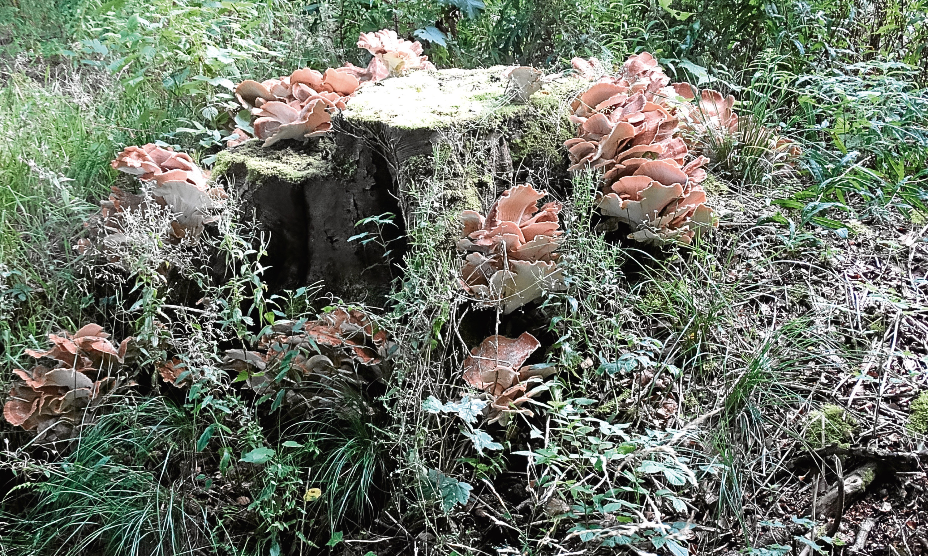 The strange fungi growing out of a beech that fascinated Angus.