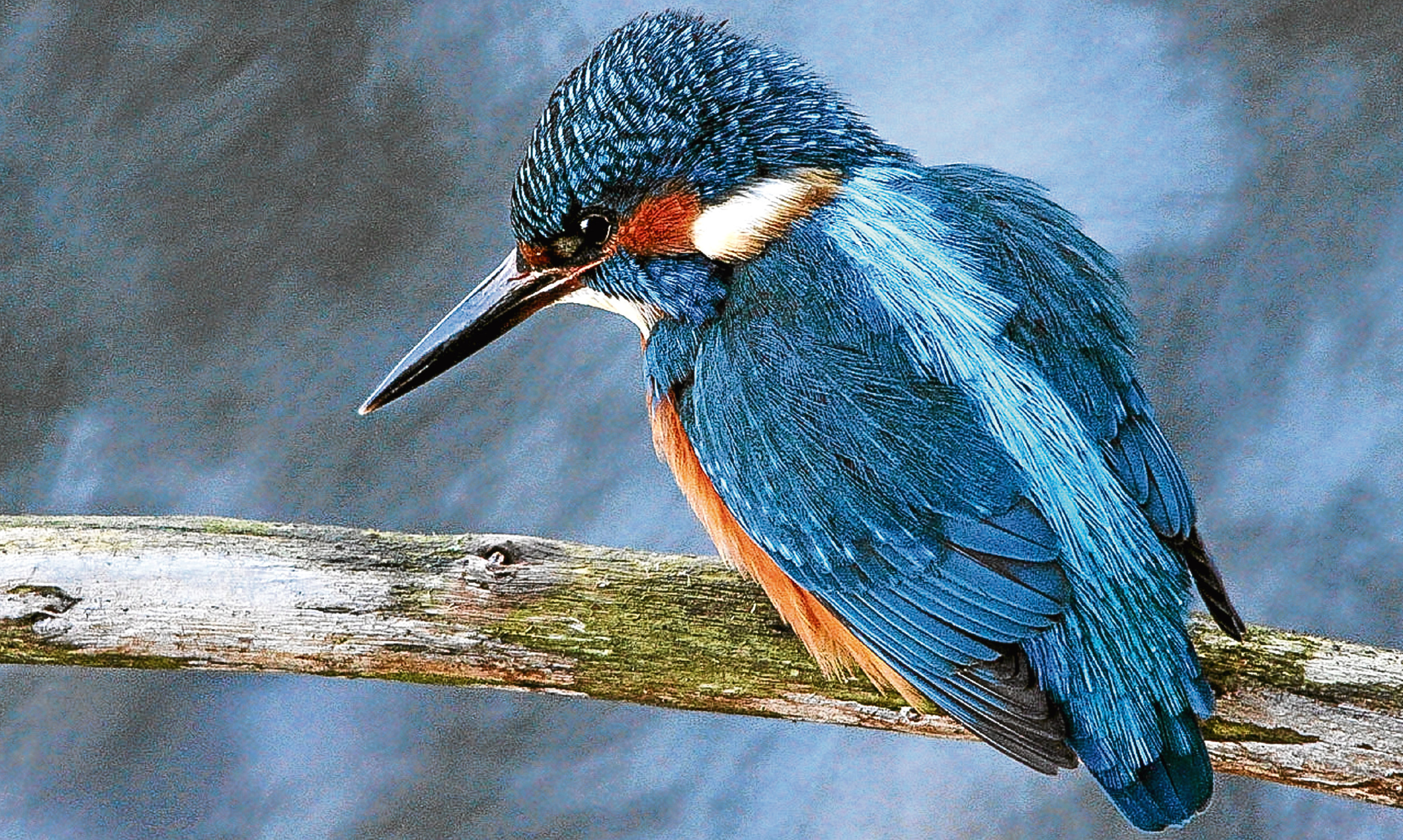 Jim caught a fleeting glimpse of a kingfisher by a rain-drenched riverbank but it never returned so he could draw it.