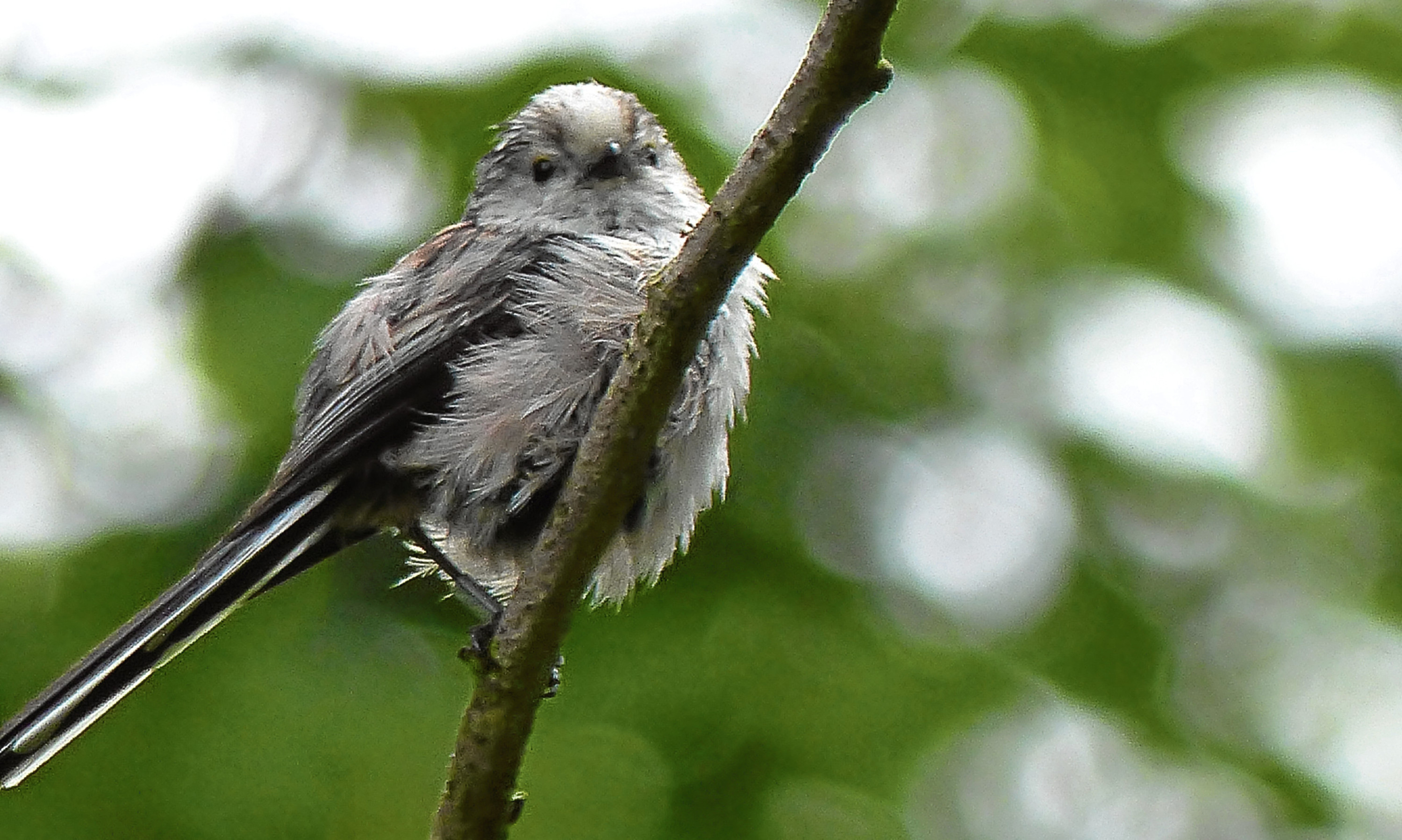 A long-tailed tit, like the ones that thrilled Jim Crumley in his visit to Balquhidder Glen as they swooped through a tree.