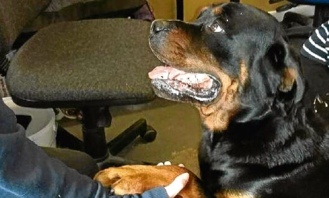 Rottweiler Kai, who escaped in woods near Kennoway