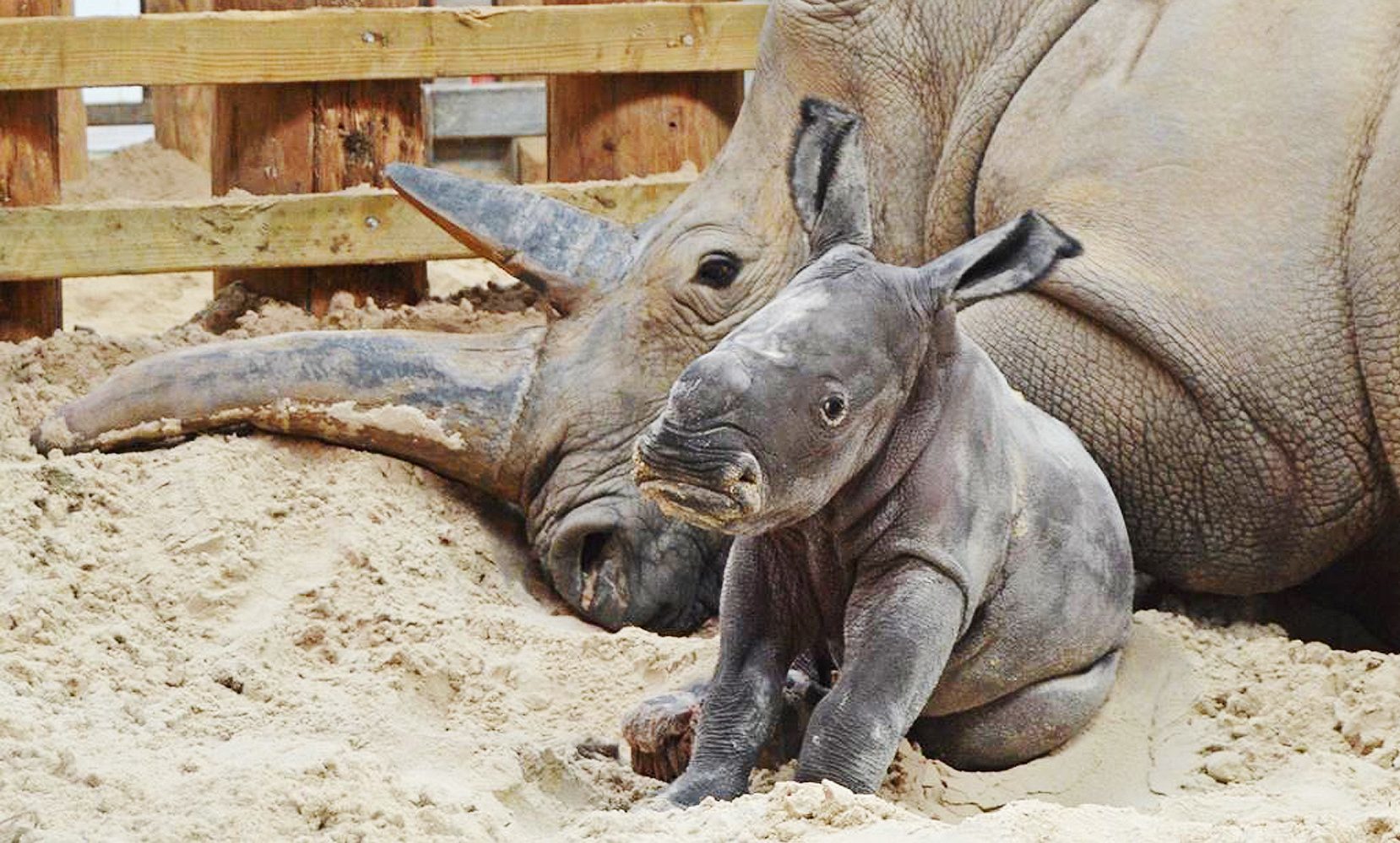 The southern white rhino calf with her mother Dot.