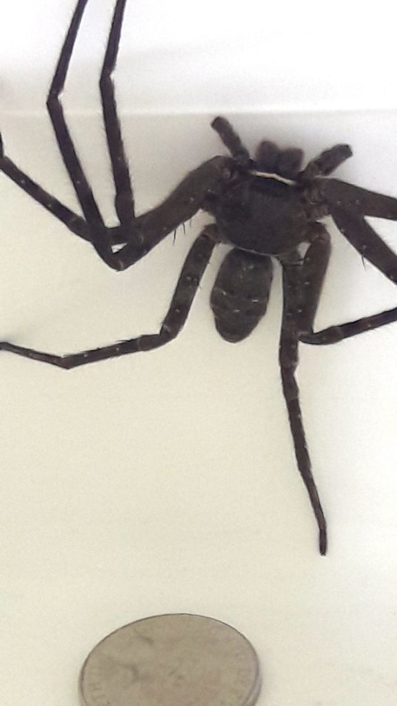 Huntsman spider found